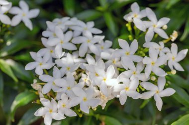 Bahçedeki beyaz çiçek