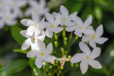 Bahçedeki beyaz zambak çiçekleri