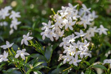 Baharda parkta beyaz çiçekler.
