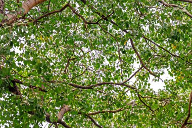 Yaprak yeşil ağaç arka plan.