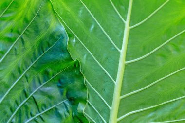 Yaprağın üstünü kapat