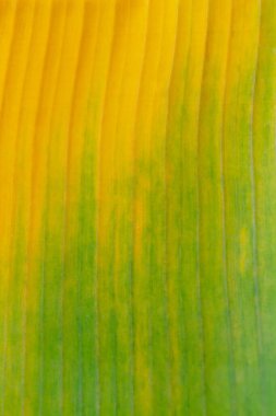 Sarı ayçiçeğine yaklaş