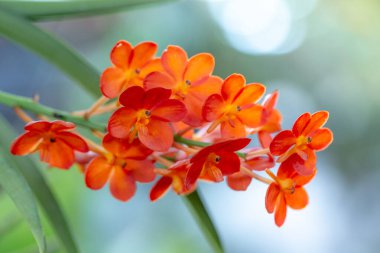 Bahçedeki güzel portakal çiçekleri