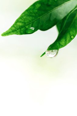 Su damlalı yeşil yapraklar