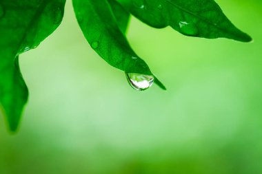 Yaprağın üzerindeki çiy damlaları