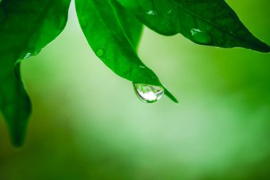 yeşil yaprak üzerinde Su damlacıkları