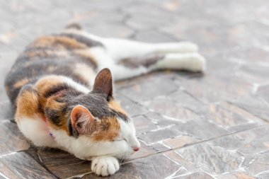 Kedi yerde, kapat - kapat