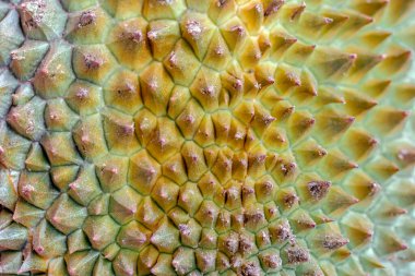 Dev ananas meyvesine yakın çekim