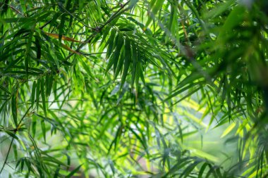 Güzel botanik fotoğrafı, doğal duvar kağıdı.