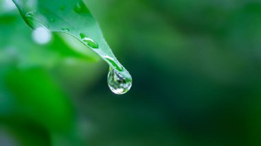 damla su yaprak üzerinde