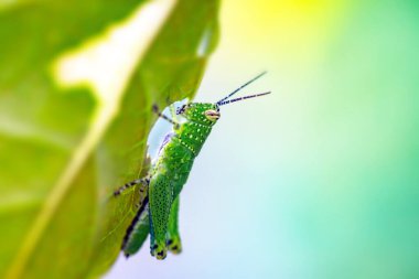 Yeşil yapraklı yeşil yusufçuk makrosu yaz bahçesinde