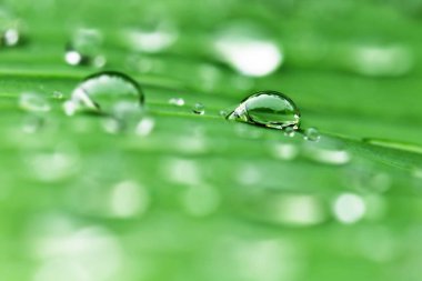 Yeşil yaprağa su damlaları, doğa arka planı.