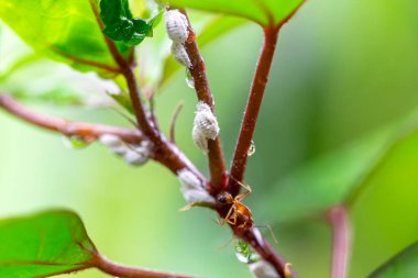 Yaprağın üzerindeki karıncaların yakın plan çekimi.