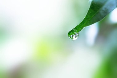 Doğada su damlası olan yeşil bir yaprak.