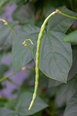 bir bitkinin yeşil yaprakları