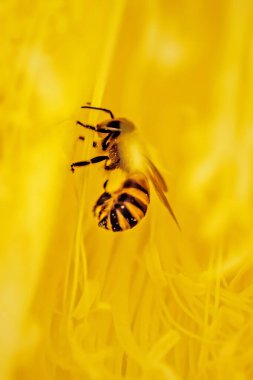 Sarı çiçekli örümcek.