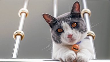 Şirin kedi portresi