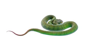 yeşil yılan beyaz arkaplanda izole edildi