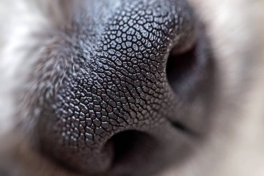 Köpeğin kafası. Kapat..