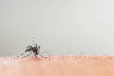 Kanlı bir sivrisinek.