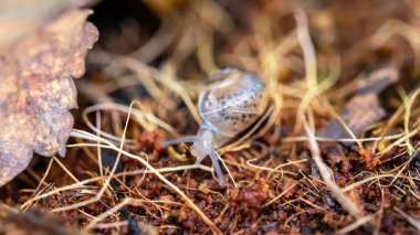 Kuru yaprakta küçük bir salyangoz