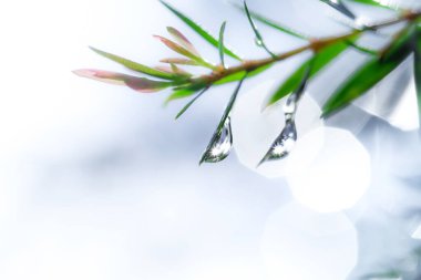 Yeşil yapraklar ve su damlaları