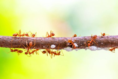 Karıncalar bir ağaç doğa üzerinde