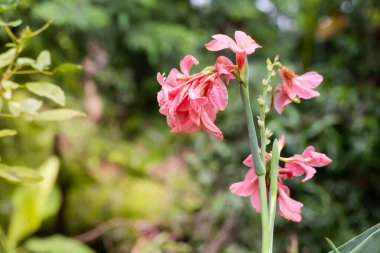 Bahçede büyüyen güzel çiçekler