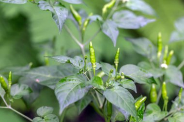 Yazın çalılıklarda yetişen yeşil biber