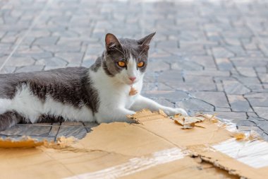 ahşap bir arka plan üzerinde kedi