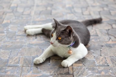 Kedi yerde yatıyor.