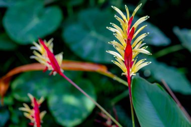 Bahçedeki kırmızı çiçekler