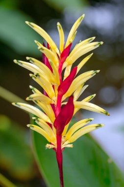 Bahçedeki kırmızı çiçeğe yaklaş.