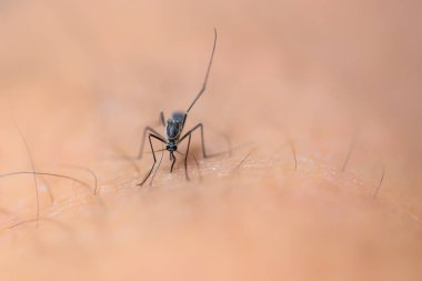 bir sivrisineğin makro çekimi