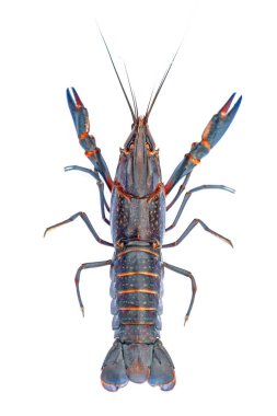 Beyaz arka planda kuyruğu olan mavi ıstakoz.