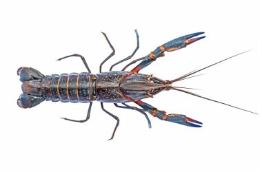 Mavi kerevit beyaz arkaplanda izole