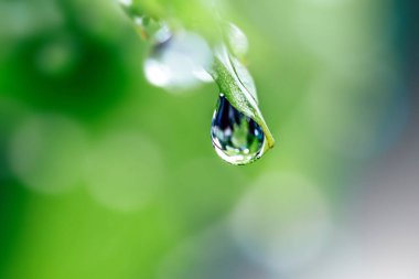 Su üzerinde yeşil yaprakları