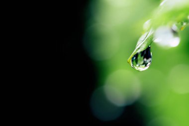 Su üzerinde yeşil yaprakları