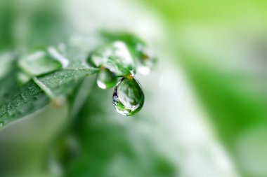 Yaprağın üzerine su damlası