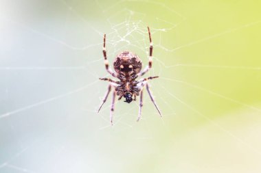 ormandaki Web Spider