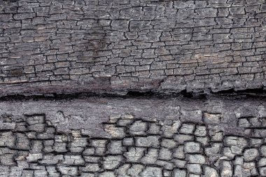 Eski ahşap kabuk dokusu