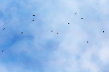 Mavi gökyüzüne uçan güvercinler sürüsü.
