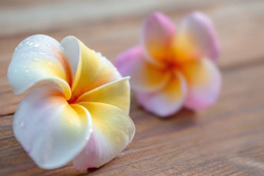 Frangipani çiçek ahşap arka plan üzerinde