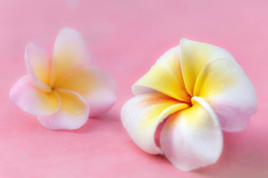 Pembe arka planda plumeria çiçekleri