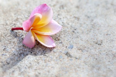 Kumsaldaki güzel çiçek fabrikası.