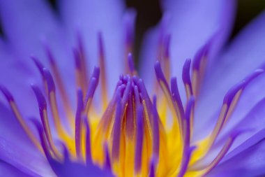 Bahçedeki güzel mor çiçek