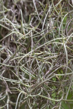 Bir demet yeşil çimenin yakın görüntüsü