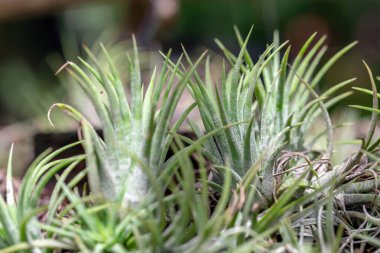 Aloe vera bitkisine yakın çekim