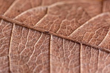 kahverengi deri dokusu arkaplanı