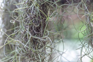 bir ağaç dalında yeşil yosun